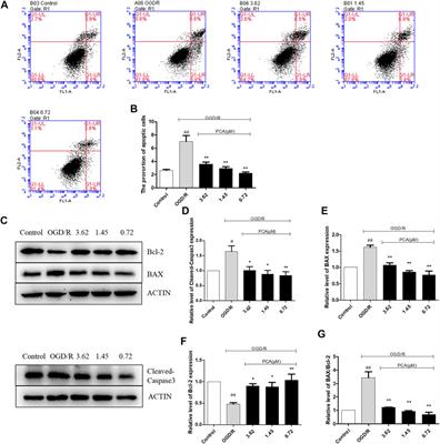 Protocatechualdehyde Rescues Oxygen-Glucose Deprivation/Reoxygenation-Induced Endothelial Cells Injury by Inducing Autophagy and Inhibiting Apoptosis via Regulation of SIRT1